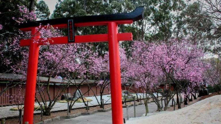 Cherry blossom trail