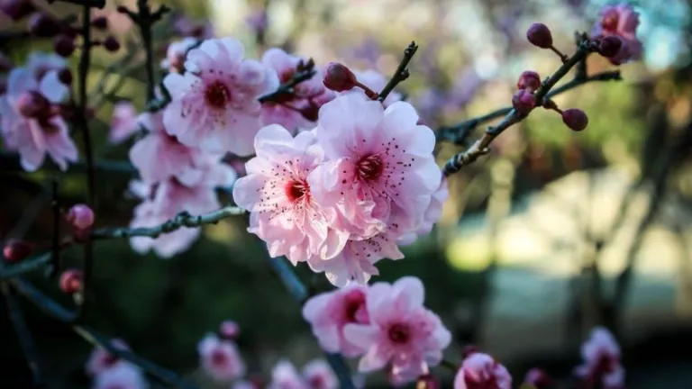 sakura blossom in Australia, Sydney