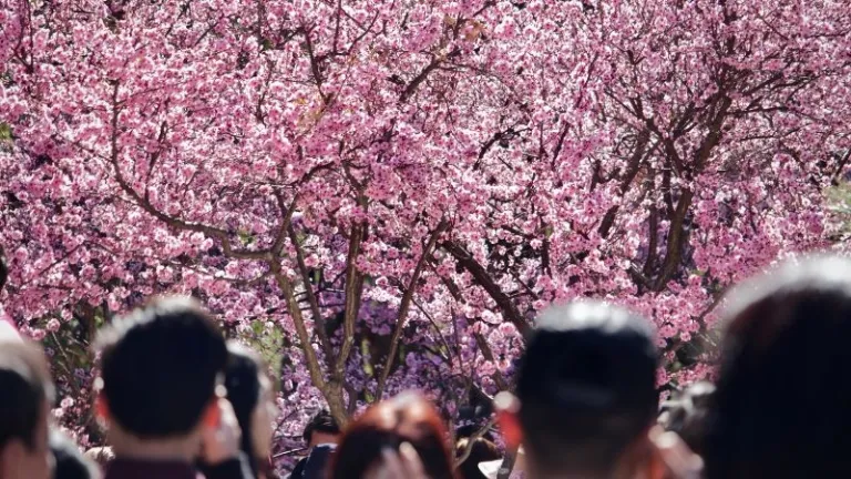 Sydney Cherry Blossom Festival