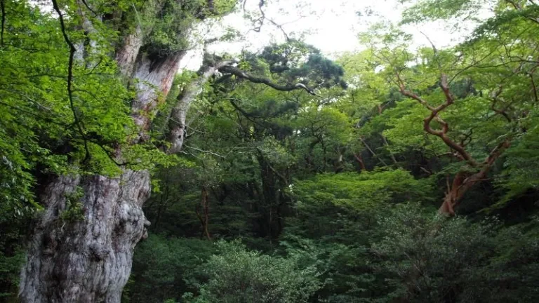 Jōmon Sugi tree on Yakushima Island