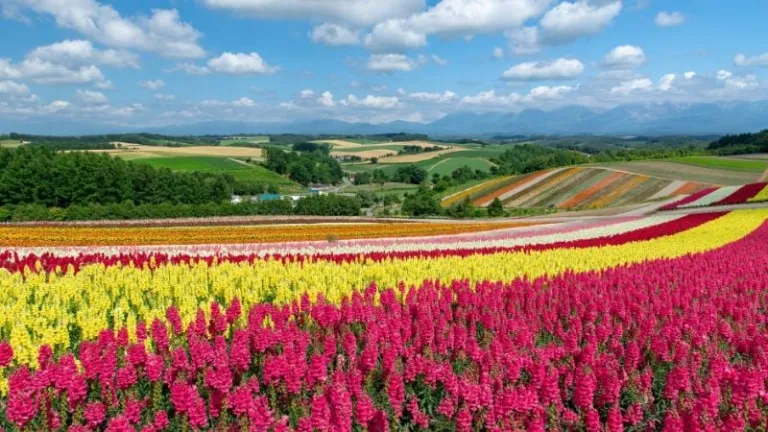 flower fields of Furano