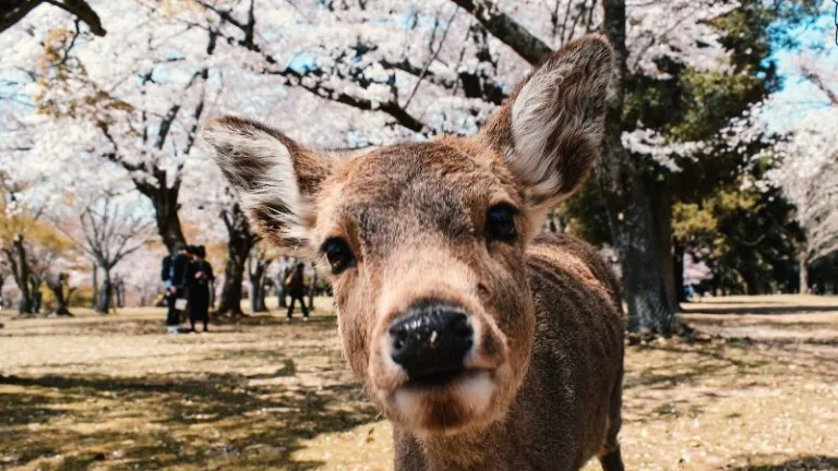 nara deer