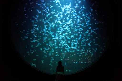 Image for article Singapore Oceanarium Sneak Peek: Immersive Zones and Tips to Know