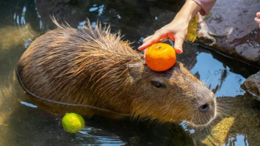 Image for article Jeju Shinhwa World Welcomes South Korea’s First Capybara Zoo in 2025