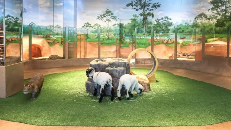 MomoZoo Jeju Shinhwa World