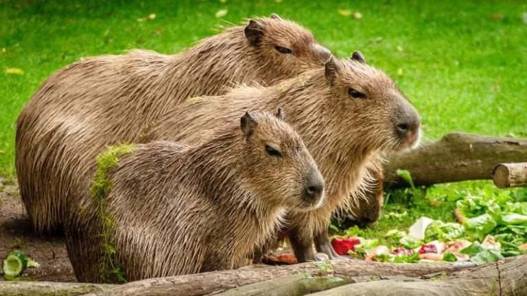 Group of capybara eating