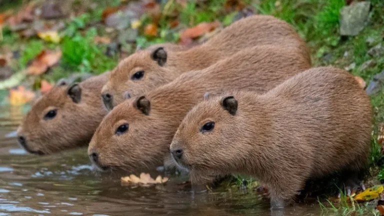 baby capybaras