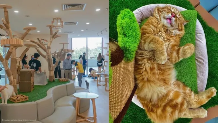 Chucky Cat Cafe in Johor Bahru
