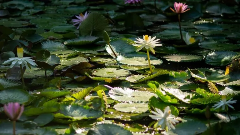 lotus flower in Tao Dan park
