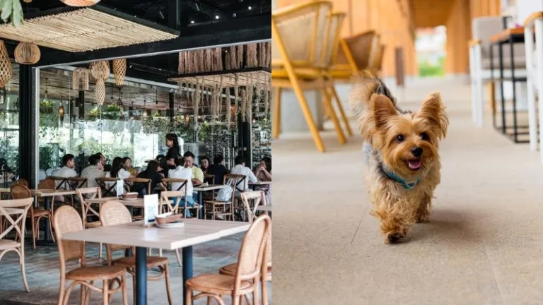 Pet friendly Canopy Garden Dining in Singapore