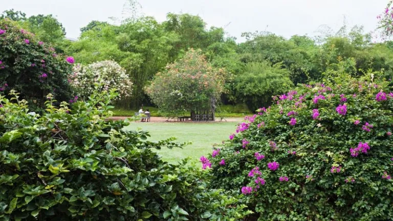 Singapore Botanic Gardens