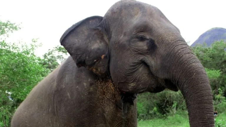 Sumatran elephant