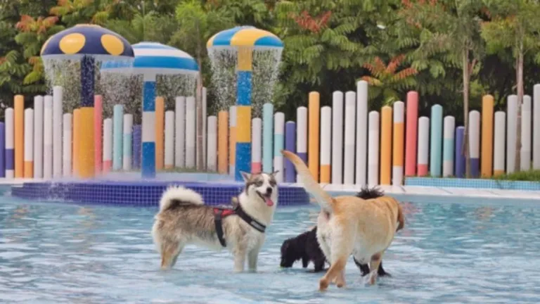 Wag &amp; Wild Waterpark in Singapore