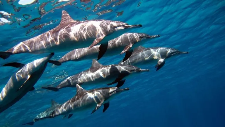 spinner dolphins