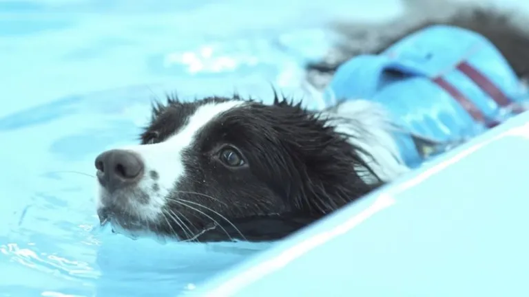 Hydro Canine in Singapore