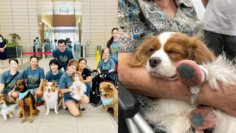 Healing Paws in Singapore