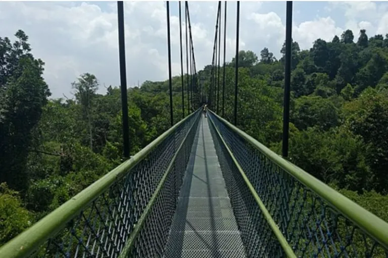 treetop walk 