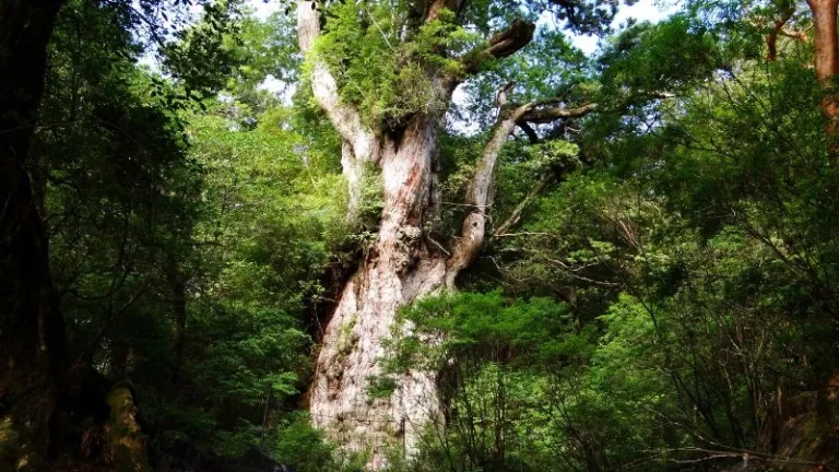 Ykushima Jomon Sugi