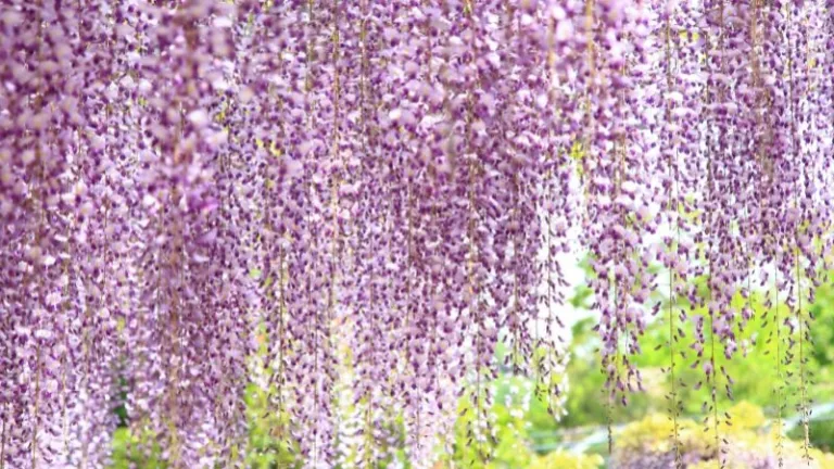 Wisteria flowers at Ashikaga Flower Park