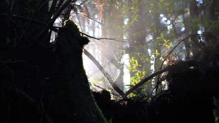 A spiderweb on Yakushima island