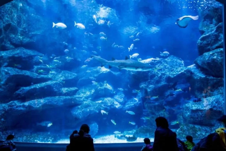 sumida aquarium
