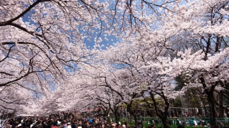 Ueno park during cherry blossom season
