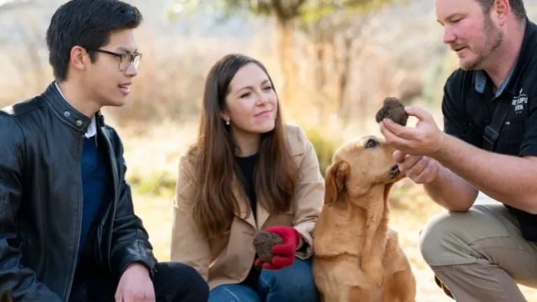 Truffle farm in Canberra, Australia