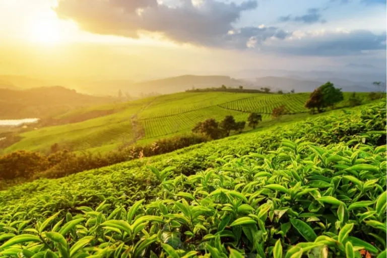 tea plantation china
