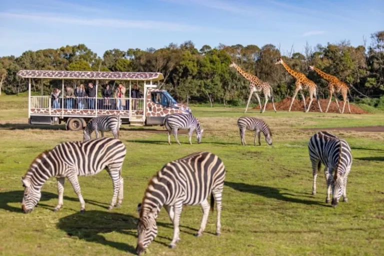 werribee open range zoo australia