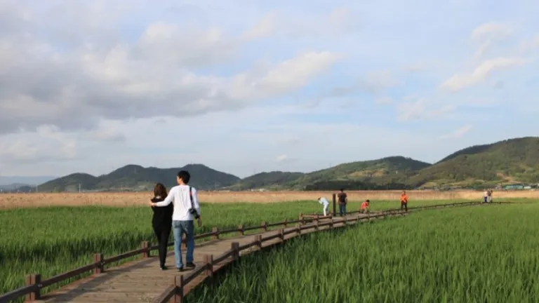 Wooden boardwalk in Suncheon Bay Wetland Reserve