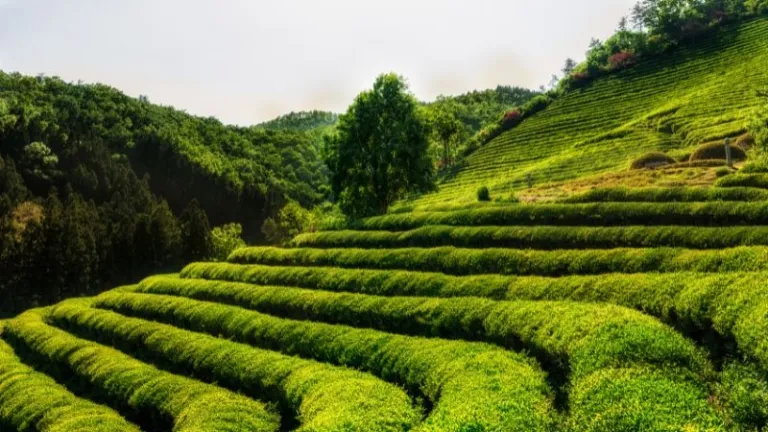 Boseong green tea fields