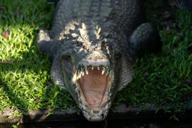 crocodylus park northern territory 