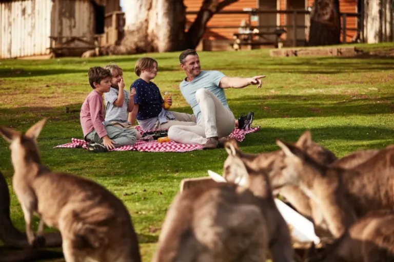 bonorong wildlife sanctuary tasmania