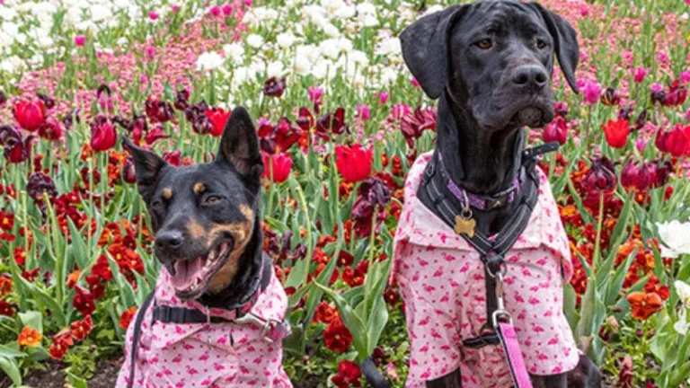 dogs in a tulip field