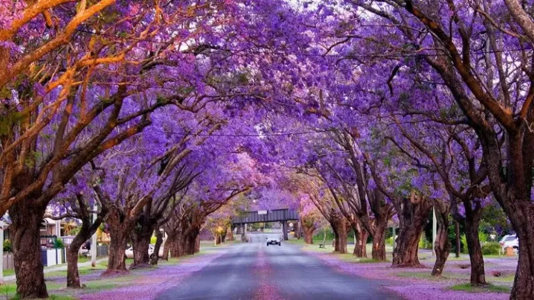 purple Jacaranda trees in Australia