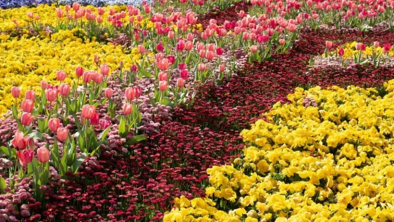 floriade flower field