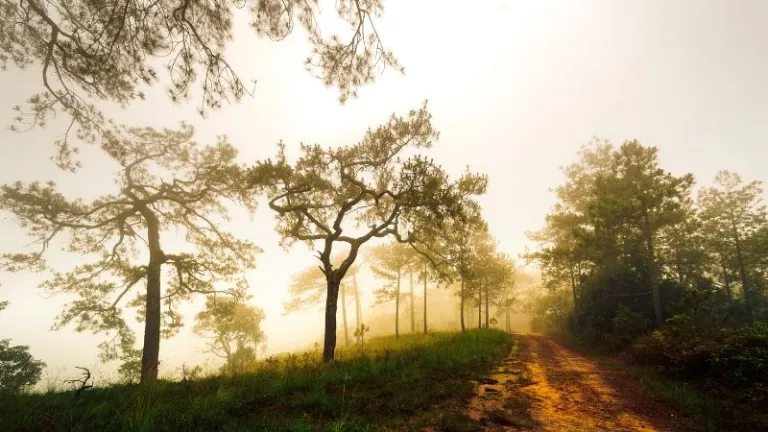 Phu Kradueng National Park trail