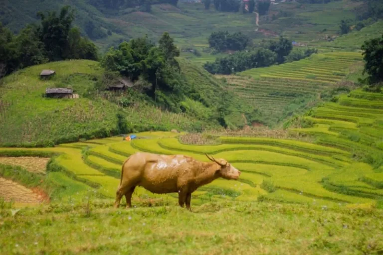 sapa hiking vietnam