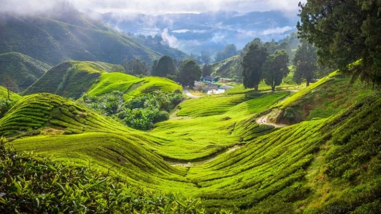 tea plantation in Cameron Highlands, Malaysia