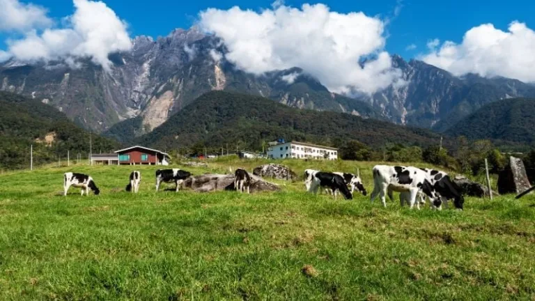 Mount Kinabalu Kundasang in Sabah