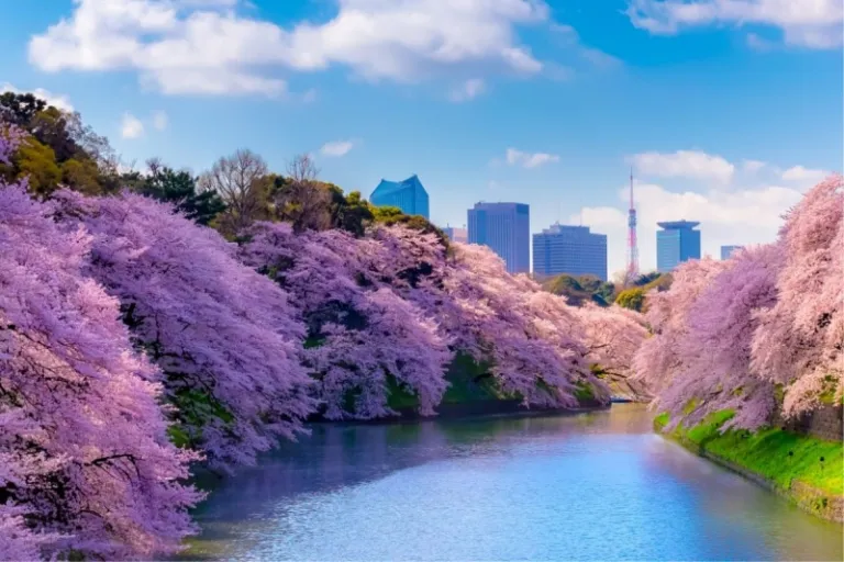 Chidorigafuchi Moat Tokyo