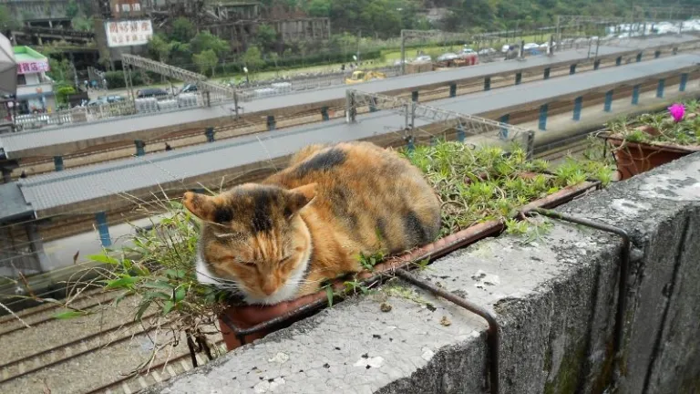 cat sleeping in Houtong cat village, Taiwan
