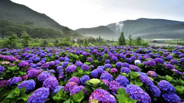 flower field in Yangmingshan National Park