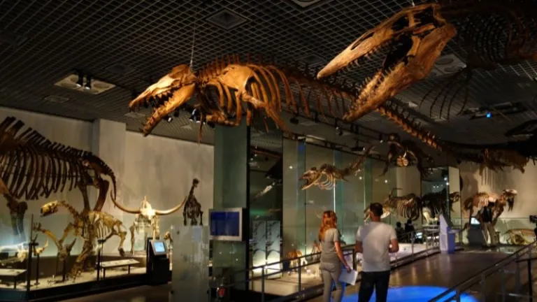 Fossil gallery in the National Museum of Nature and Science of Tokyo