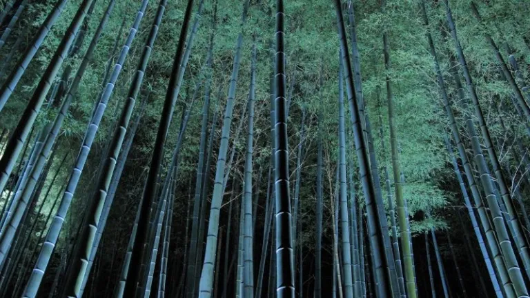 Kyoto bamboo forest at night