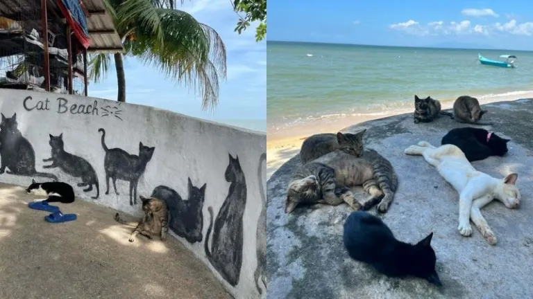 cat beach in Penang