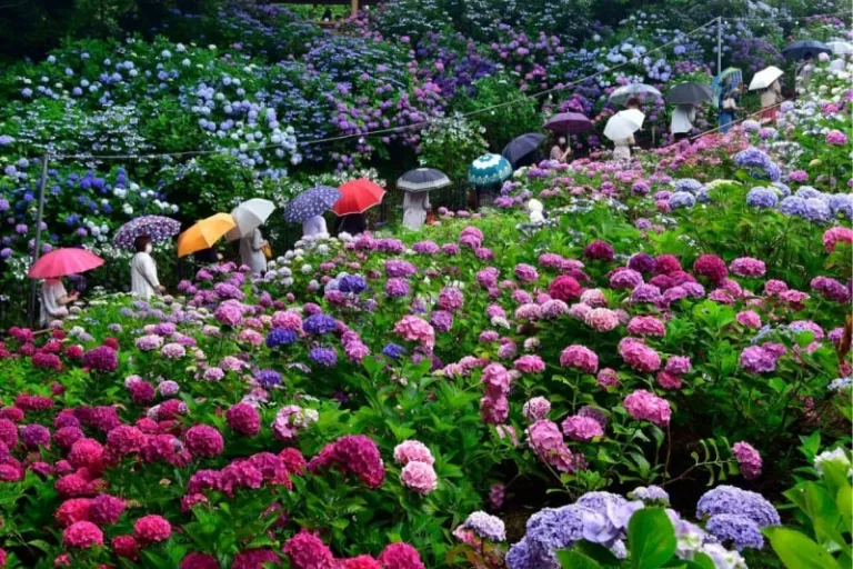 ajisai viewing spots japan