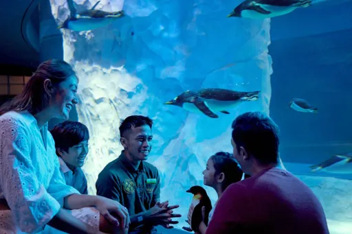 Image for article What’s New at Mandai Singapore 2025: Penguin Backstage Pass & More