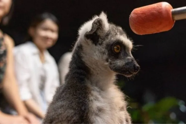 mandai wildlife reserve