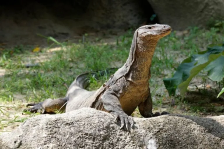 mandai wildlife reserve